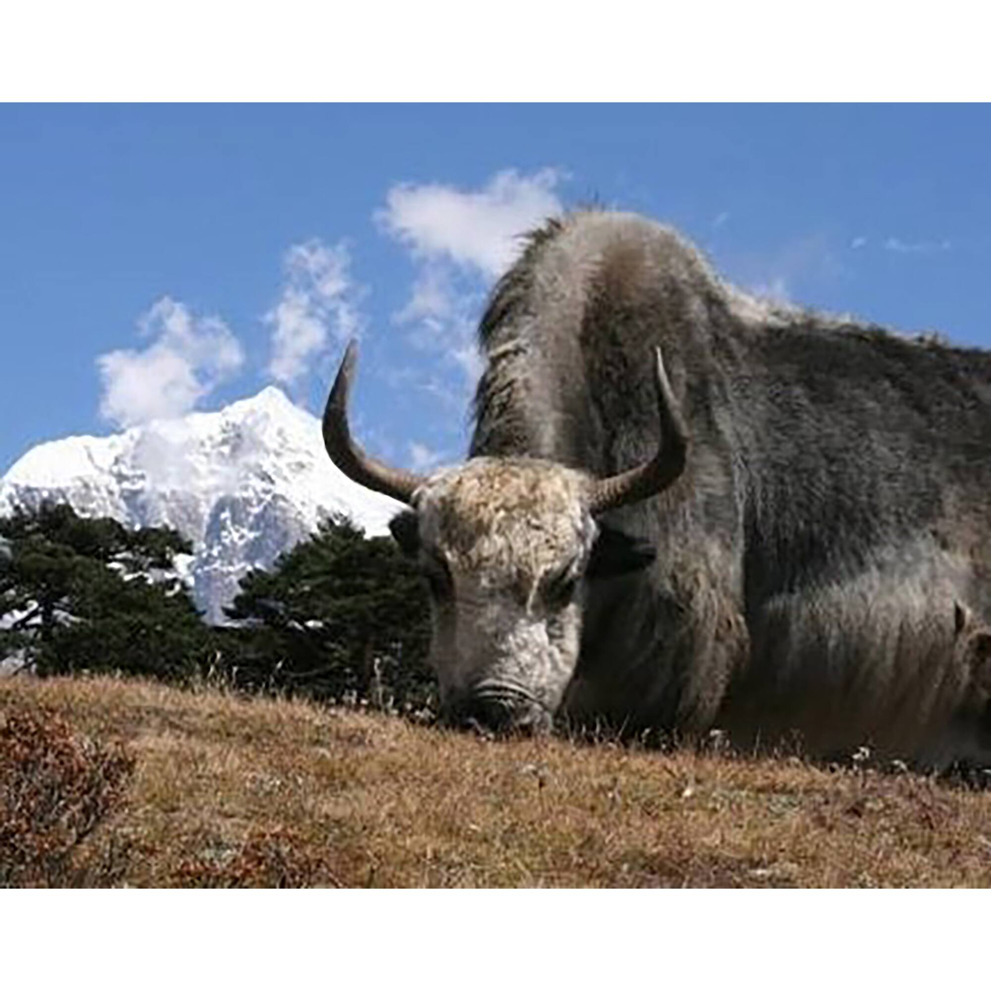 Sparkly Selections Yak Near Mount Everest 30cm x 40cm Diamond Painting Kit, Round Diamonds